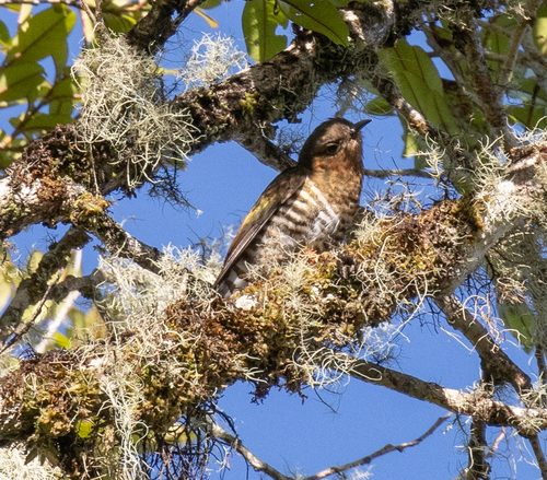 Rufous-throated Bronze Cuckoo (Chalcites ruficollis), photo 2