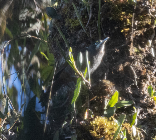 Yellow-browed Melidectes (Melidectes rufocrissalis), photo 7