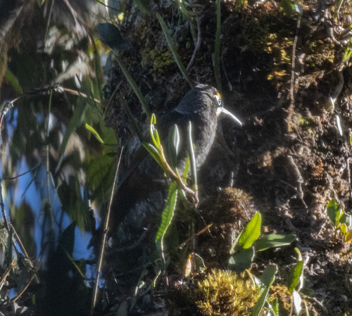 Yellow-browed Melidectes (Melidectes rufocrissalis), photo 8