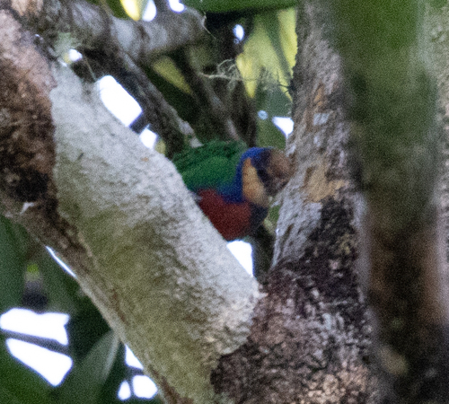Red-breasted Pygmy Parrot (Micropsitta bruijnii), photo 10