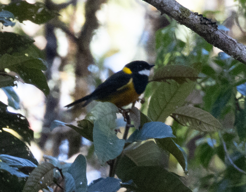 Regent Whistler (Pachycephala schlegelii)