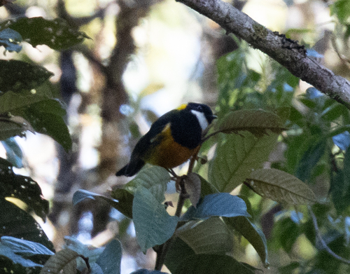 Regent Whistler (Pachycephala schlegelii), photo 2