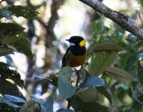 Regent Whistler (Pachycephala schlegelii), photo 9
