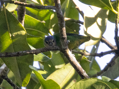 Red-breasted Pygmy Parrot (Micropsitta bruijnii), photo 4