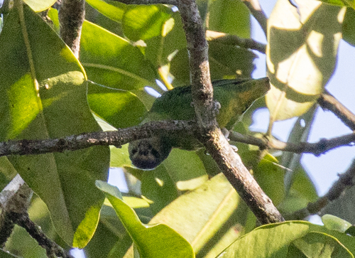 Red-breasted Pygmy Parrot (Micropsitta bruijnii), photo 5