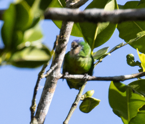 Red-breasted Pygmy Parrot (Micropsitta bruijnii), photo 6