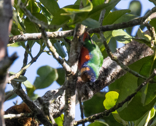 Red-breasted Pygmy Parrot (Micropsitta bruijnii)