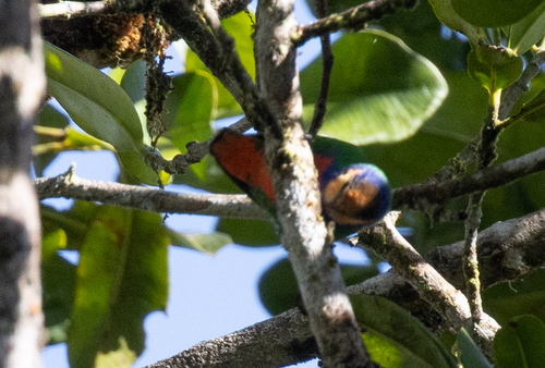 Red-breasted Pygmy Parrot (Micropsitta bruijnii), photo 2