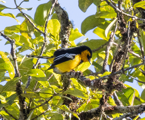 Black-breasted Boatbill (Machaerirhynchus nigripectus)