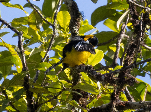 Black-breasted Boatbill (Machaerirhynchus nigripectus), photo 2