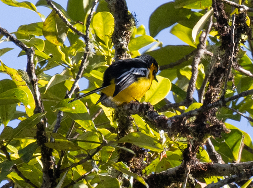 Black-breasted Boatbill (Machaerirhynchus nigripectus), photo 8