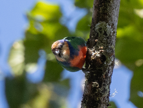 Red-breasted Pygmy Parrot (Micropsitta bruijnii), photo 7