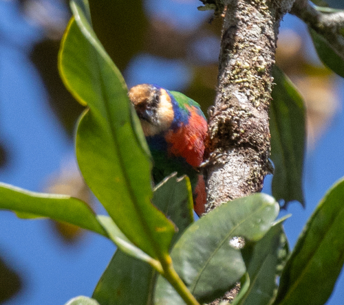 Red-breasted Pygmy Parrot (Micropsitta bruijnii), photo 9