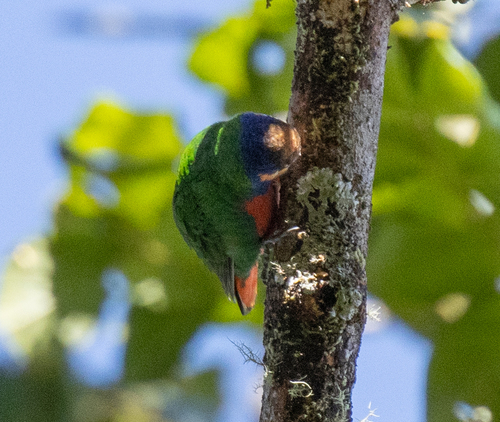 Red-breasted Pygmy Parrot (Micropsitta bruijnii), photo 8