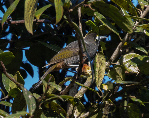 Yellow-browed Melidectes (Melidectes rufocrissalis), photo 9