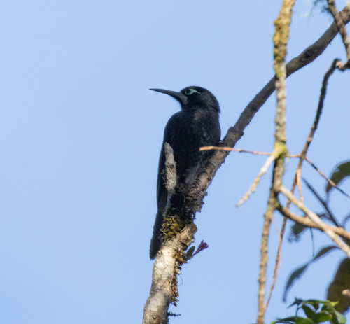 Yellow-browed Melidectes (Melidectes rufocrissalis), photo 10