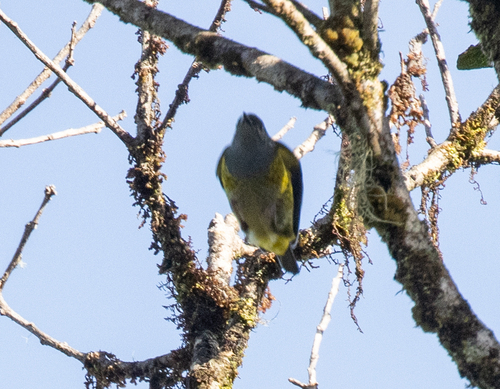 Tit Berrypecker (Oreocharis arfaki), photo 9