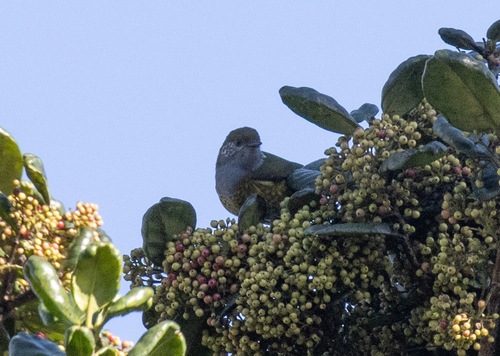 Tit Berrypecker (Oreocharis arfaki), photo 10