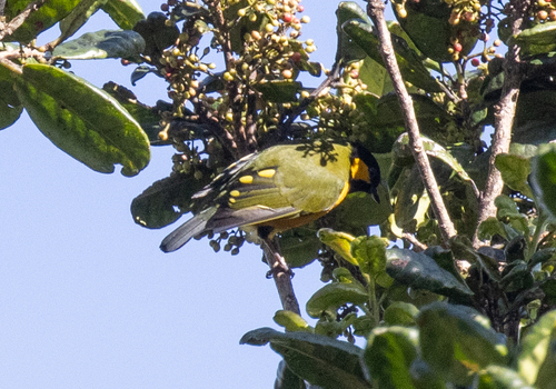 Tit Berrypecker (Oreocharis arfaki), photo 5