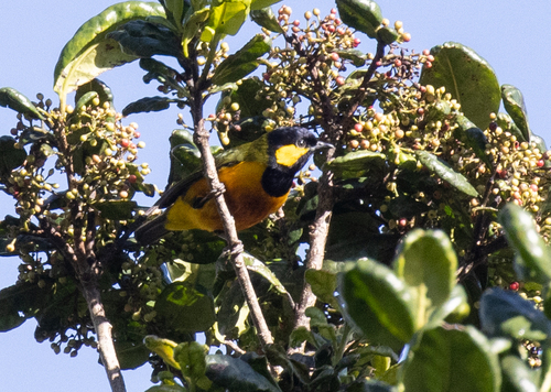 Tit Berrypecker (Oreocharis arfaki), photo 6