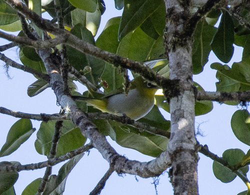 Papuan White-eye (Zosterops novaeguineae)