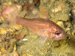 Vincentia novaehollandiae