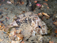 Centropogon