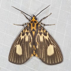Asota plagiata