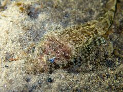 Platycephalidae