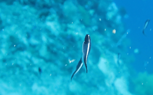 Pholidichthys observed 2026-07-17