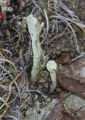 Cladonia sulphurina