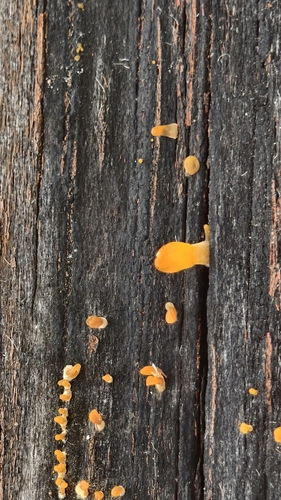 Fan-shaped Jelly Fungus