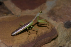 Tarachomantis