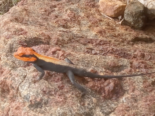 Rock Dragon
