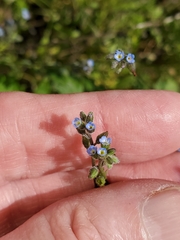 Myosotis stricta