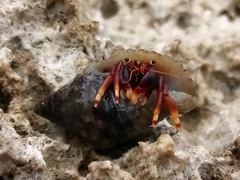 Calcinus tibicen