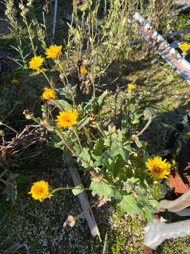 False Sow-thistle