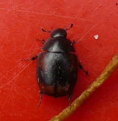 Sphaeridium scarabaeoides