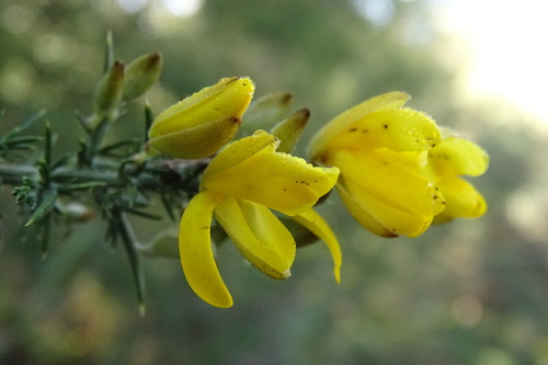 gorse
