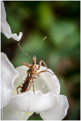 Cosmoclopius nigroannulatus