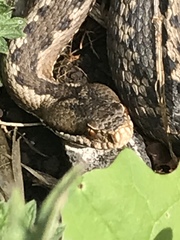 Vipera aspis zinnikeri