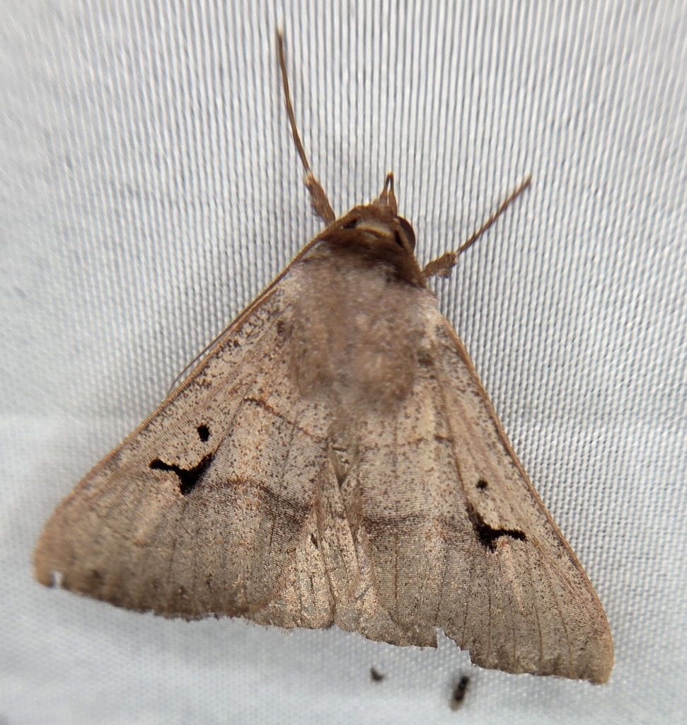 Brown Panopoda Moth