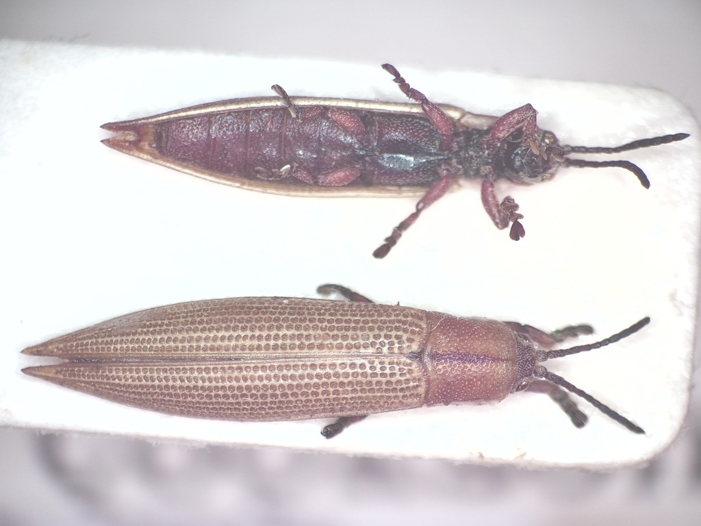 Eurispa howitti