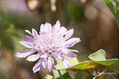 Pterocephalus dumetorum