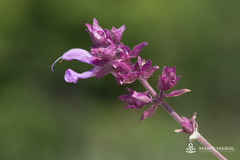 Salvia canariensis