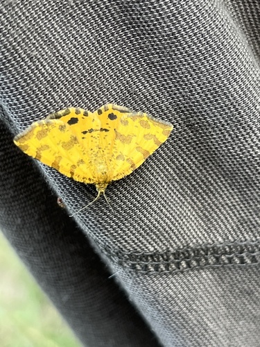 Speckled Yellow