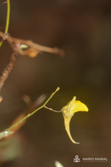 Kickxia pendula