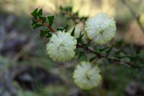 ploughshare wattle