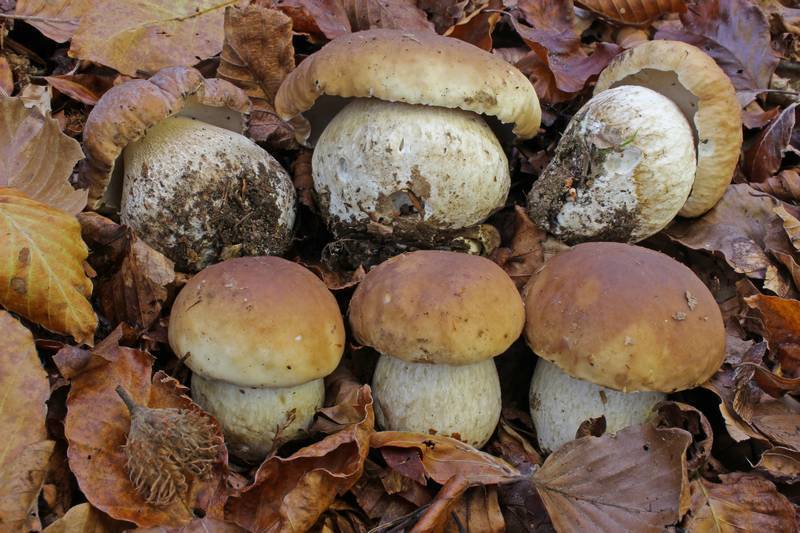 Mushrooms, Bracket Fungi, Puffballs, and Allies