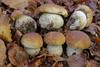 Mushrooms, Bracket Fungi, Puffballs, and Allies - Photo (c) Davide Puddu, some rights reserved (CC BY), uploaded by Davide Puddu